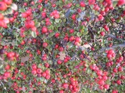23rd Oct 2013 - Cotoneaster laden with berries....., cold winter?