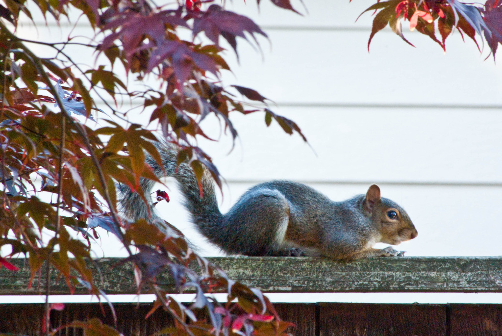 Squirrel by vickisfotos