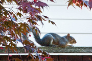 22nd Oct 2013 - Squirrel