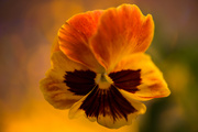 23rd Oct 2013 - Pansy