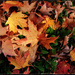 Fall Leaves by gardencat