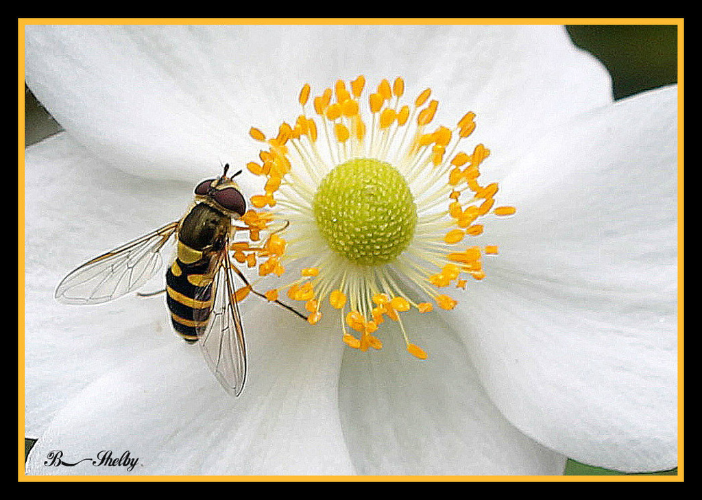 Bee by vernabeth
