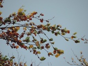 22nd Oct 2013 - beech leaves and grey sky