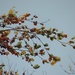 beech leaves and grey sky by roachling