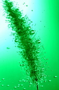 23rd Oct 2013 - Foxtail grass bubbles