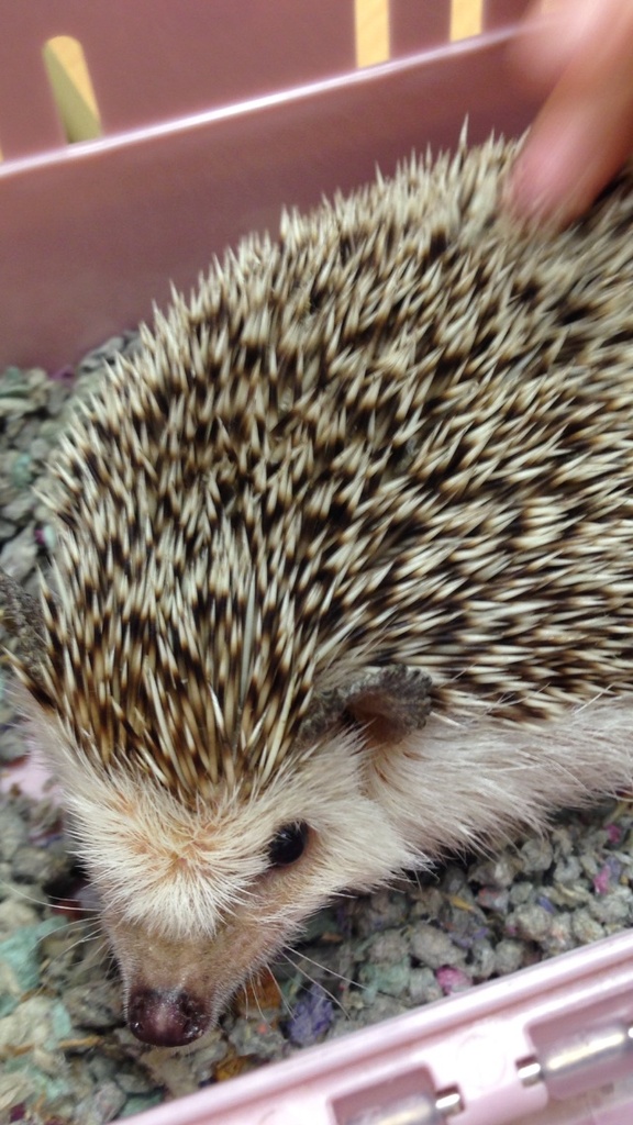 hedgehog by wiesnerbeth