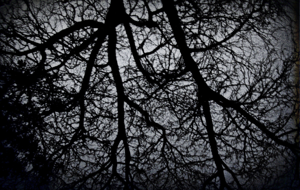Beneath Branches by kevin365