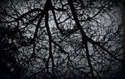 20th Oct 2013 - Beneath Branches