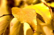 23rd Oct 2013 - Yellow Leaves