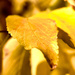 Yellow Leaves by taffy