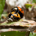 ladybird by winshez