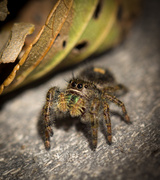 24th Oct 2013 - jumping spider