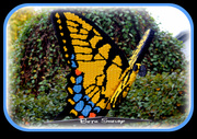 14th Oct 2013 - Lego Butterfly
