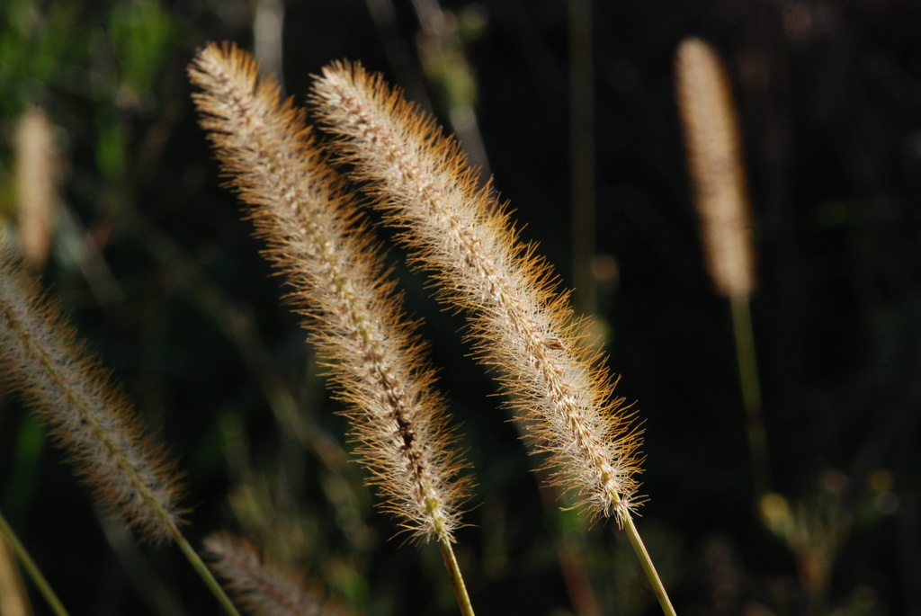 Macro Grasses by farmreporter