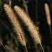 Macro Grasses by farmreporter