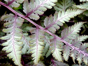 24th Oct 2013 - Japanese Painted Fern