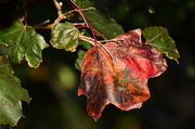 26th Oct 2013 - Leaves