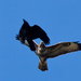 24th October 2013 Buzzard photobombed again by pamknowler