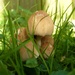 In my garden by lellie