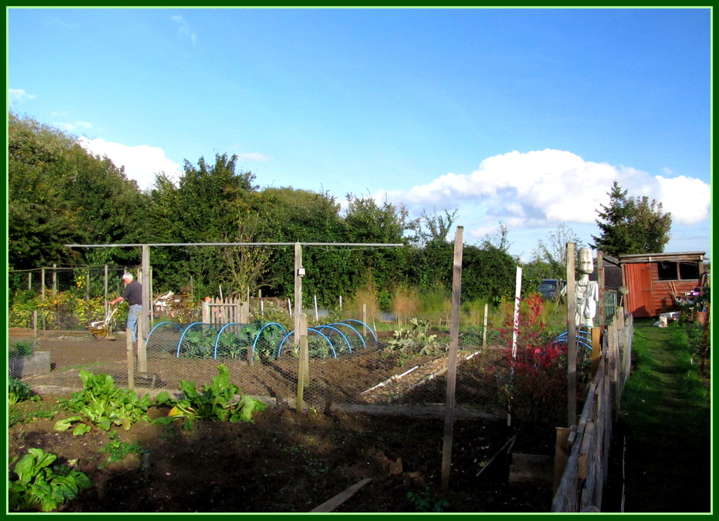 Working hard on the allotment by busylady