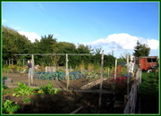 24th Oct 2013 - Working hard on the allotment