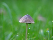 24th Oct 2013 - Mini mushroom