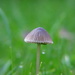 Mini mushroom by alia_801