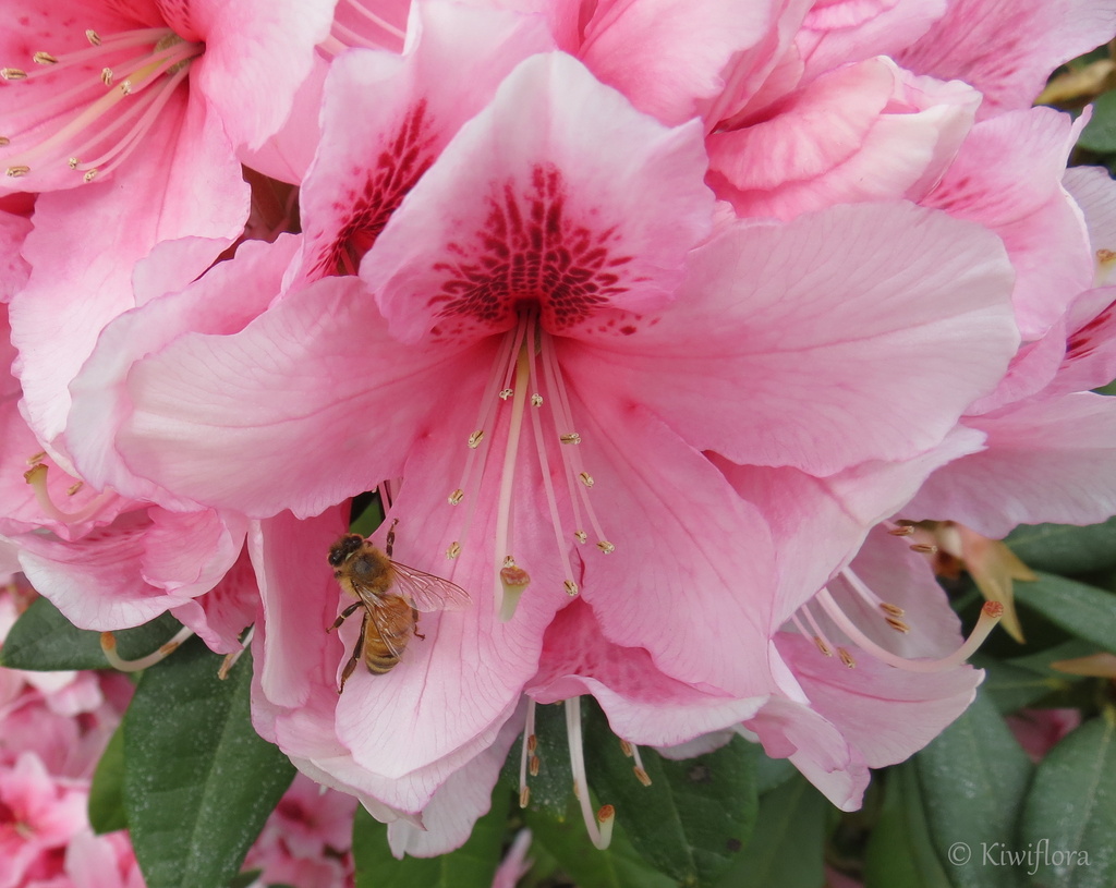 Rhododendron 'Mrs G W Leak' by kiwiflora