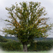 Local oak - 24-10 by barrowlane