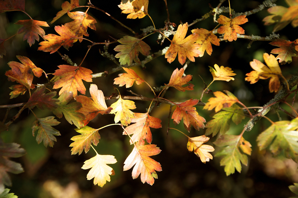 Golden leaves by nicolaeastwood