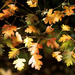 Golden leaves by nicolaeastwood