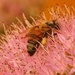 Pollinating by lynne5477