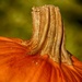 Pumpkin Season by lynne5477