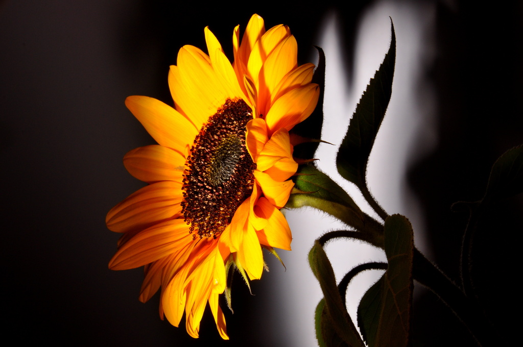The Last Sunflower by jayberg