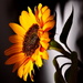 The Last Sunflower by jayberg