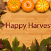 Happy Harvest :) by rayas