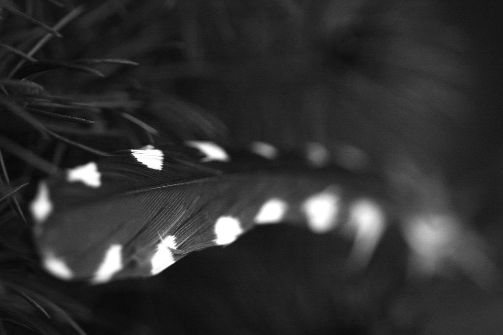 Get Pushed 66 #3 Woodpecker Feather by mzzhope