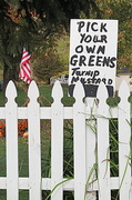 23rd Oct 2013 - Pick Your Own Greens