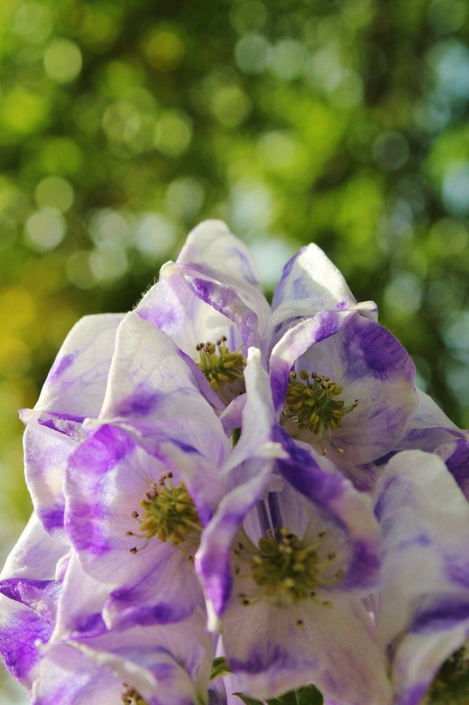 Monkshood 1 by edorreandresen