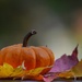 Autumn Color by lesip