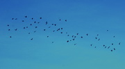 24th Oct 2013 - Fly-past