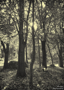 24th Oct 2013 - Day 297 - Peaceful Wood
