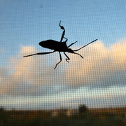19th Oct 2013 - Bug attack!