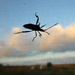 Bug attack! by gabis