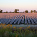 In them ole cotton fields back home by eudora