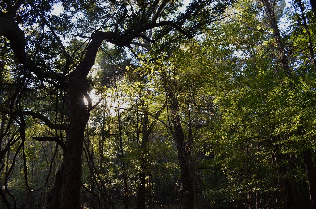 Rosebrock Park, Dorchester County, SC by congaree