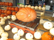 25th Oct 2013 - Tis the time for pumpkins