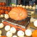 Tis the time for pumpkins by bruni