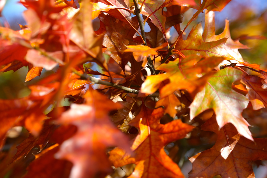 Blast of Autumn colour-perhaps the last by padlock