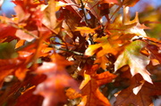 25th Oct 2013 - Blast of Autumn colour-perhaps the last